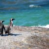 Apptipp – iNaturalist